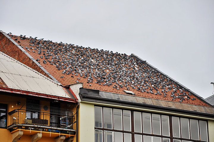 A2B Pest Control are able to install spikes to deter birds from roofs in Bayswater. 