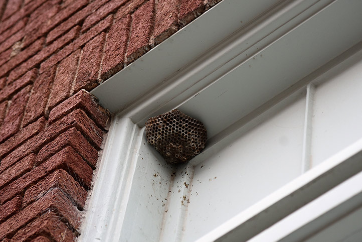 We provide a wasp nest removal service for domestic and commercial properties in Bayswater.